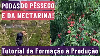 Como Podar o Pessegueiro - Formação e Produção!