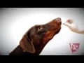 How to Prevent Parasites in your Pets Tractor Supply Co