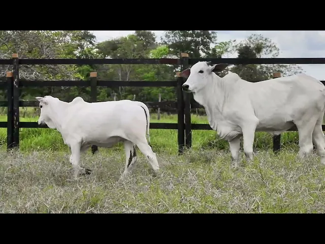 Matriz Nelore MDLJ - 64