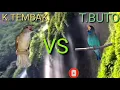 Download Lagu Kapas Tembak ft Tengkek Buto cocok buat masteran kicau || suara air buat terapi burung