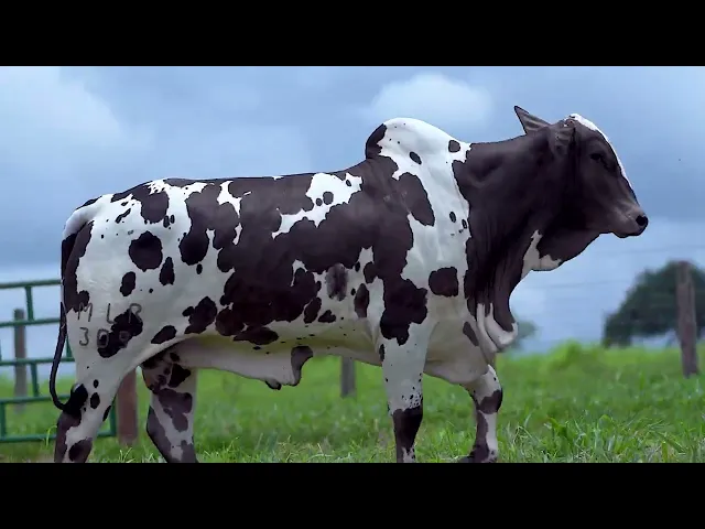 Garrote Nelore MLR - 309