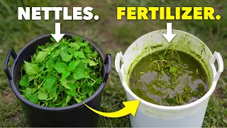 Better than MiracleGro: Make Fertilizer from Nettles