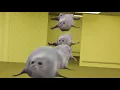 Bouncing Seals In The Backrooms
