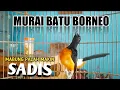 Lagu LANGSUNG NYAUT PANCINGAN MURAI BATU BORNEO.