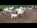 Goat heat cycle after birth by hamiisi semanda 256773343283