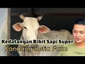Download Lagu Jand4 Super Datang Ke Setia Farm❗ Calon Penghasil Bibit Sapi Super Mas Hermawan