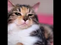 Download Lagu Kucingnya Deny Sumargo - Nami Zoro Cute Baby Cat Song