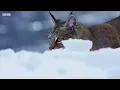 Bobcat Hunting in Winter | Planet Earth II | BBC Earth