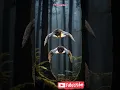 Download Lagu two owls flying together #shorts #bird #birds #owl #shortsfeed #shortvideo #sigemoy #short #fyp