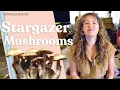 Stargazer Mushrooms DoubleBlind