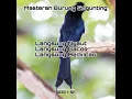 Lagu Masteran Burung Srigunting Pasti Nyaut dan Gacor
