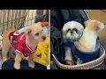 Bay Area animal rescue adoption event steals people s hearts with help from adorable puppies