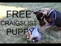 FREE Craigslist Puppy