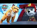 Download Lagu Marshall Helps A Sabretooth With An Ouchy Paw + MORE | PAW Patrol | 1 Hour Compilation