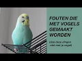 Download Lagu Veelvoorkomende Fouten Die Met Vogels Gemaakt Worden