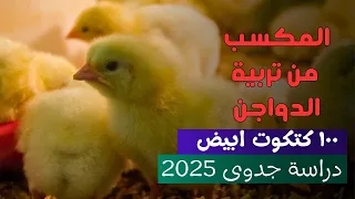 مشروع تربية الدواجن للمبتدئين خطوة بخطوة 2025 دليل شامل لتحقيق النجاح 