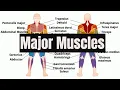 Major Muscles of the Human Body