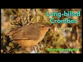 Download Lagu Burung Crombec paruh panjang bernyanyi