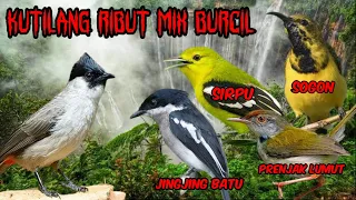 Download suara pikat burung liar ampuh kombinasi burung kutilang sogon sirpu jingjing batu a32 MP3