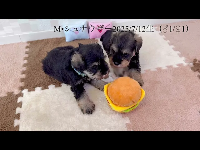 動画