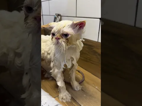 Acho que vi um gatinho  #toppet