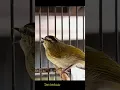 Download Lagu suara pare pare gacor #parepare #birds #burung #burungkicau #burunglangka #burungmasteran #kicau