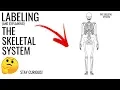 Labeling the Skeletal System Stay Curious
