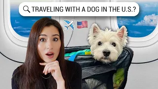 Traveling with your DOG to the USA? 🇺🇸 All you need to know