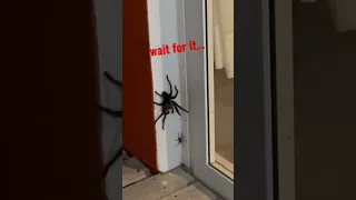 Huge Spider Attacks Another Spider Tarantula 