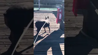 #fyp #dream #doberman #pets #youtube