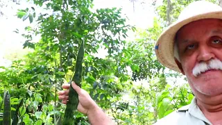 10 MOTIVOS PARA VOCÊ CULTIVAR A ESPADA DE SÃO JORGE