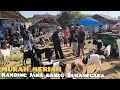 Download Lagu Masa Sulit Harga Kambing Tidak Stabil || Pasar Sukanegara Lampung Tengah 