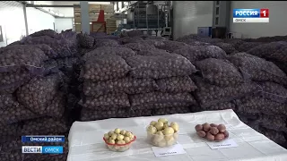 Омские аграрии изо всех сил торопятся собрать урожай до снега