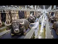Lagu Inside the Buffalo Leather Factory: Raw Hides to Premium Goods (Full Process)