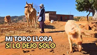 "Camino 2 horas por un kilo de azúcar"