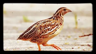 صوت السمان الأصلي دندنها