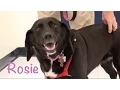 Rosie - Labrador Hound Mix