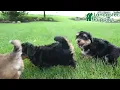 Lively York-Chon Puppies