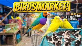 Raw footage of a birds market