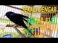 Download Lagu Srigunting Betina Gacor Sekali Dengar Sijantan pasti Nyaut