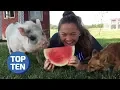 Top Posts Daily Dose of Reddit Cute Funny Animal Wins Fails Viral Clips
