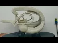 Limbic system model