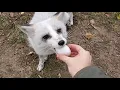 All the foxes at SAVEAFOX get an EGG