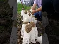 Download Lagu PANEN JAMUR TUDUNG PENGANTIN | MUSHROOM GROWING TIME LAPSE