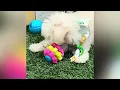 Dozer - Maltipoo Puppy for Sale in Dallas Texas