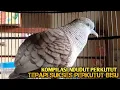 Perkutut Lokal GACOR suara Besar Ampuh memanggil Lawan EMOSI MANGGUNG PANCINGAN PERKUTUT LOKAL