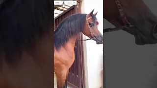 الخيل العربي الناري 
