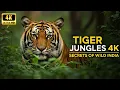 Lagu Tiger Jungles 4K | Secrets of Wild India | Bengal Tigers \u0026 Jungle Life | Wildlife Documentary