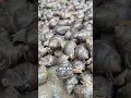 Download Lagu Cultivation of Tutut or field snails #tutut #tutut cultivation #animal husbandry tips #gardening ...