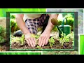 Plant Systematics Intro